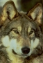 wolf10_tn.jpg (7629 bytes)