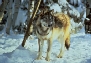 wolf11_tn.jpg (8878 bytes)