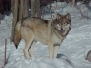 wolf13_tn.jpg (7811 bytes)