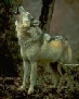 wolf14_tn.jpg (9179 bytes)