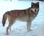 wolf15_tn.jpg (8507 bytes)