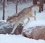 wolf8_tn.jpg (11040 bytes)